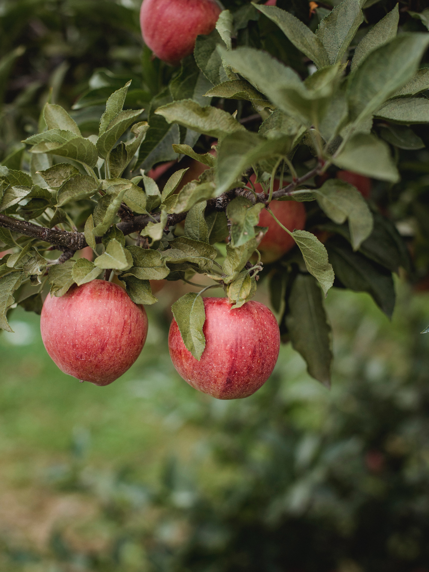 Apples